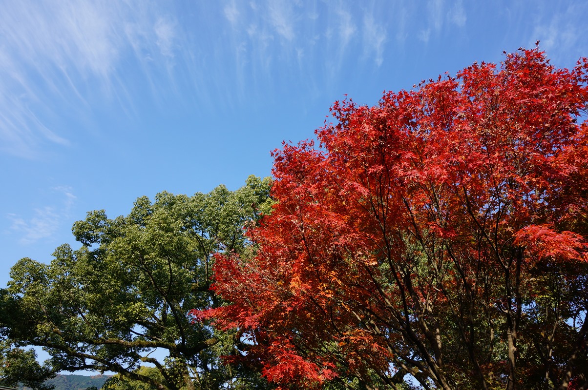 20141124_Dazaifu-13