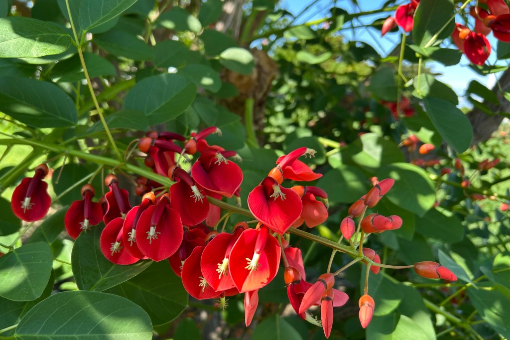 アメリカディゴ