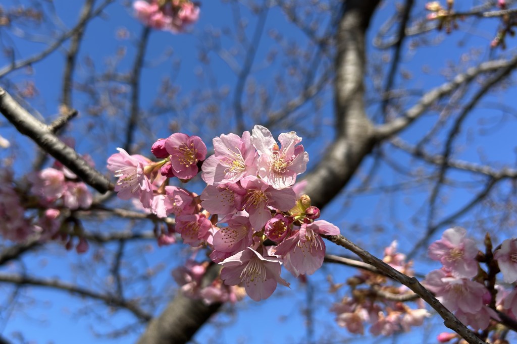 半島は、もう春