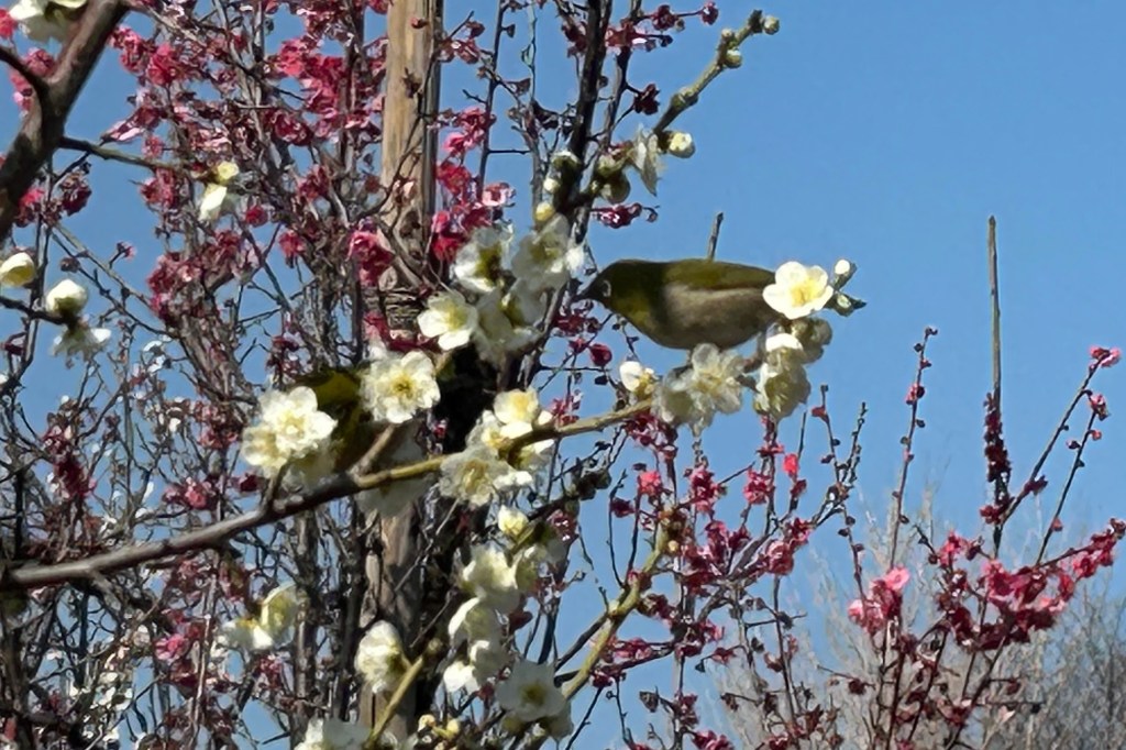 白梅とメジロと青空と