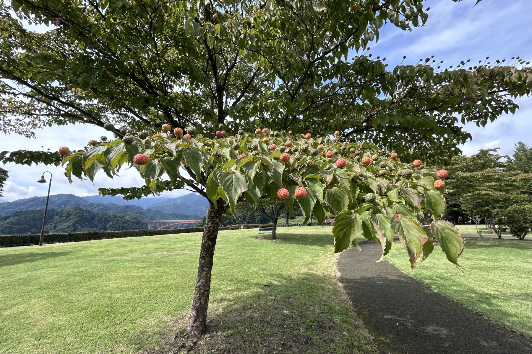 最短、最適を越えてこそ(3000話にあたり)